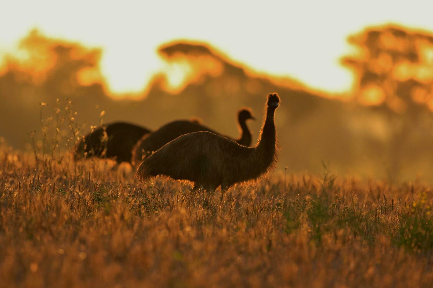 emu endemico uccello di Australia foto