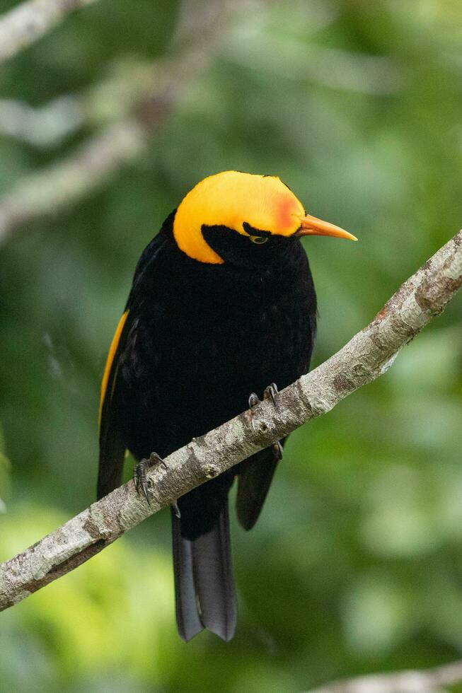 reggente Bowerbird nel Australia foto