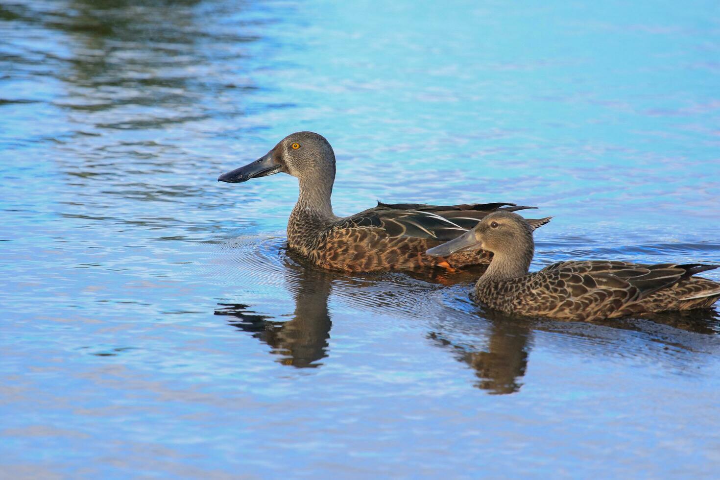 australiano shoveler anatra foto