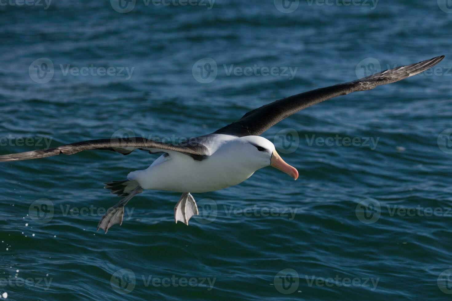 dalle sopracciglia nere albatro nel australasia foto