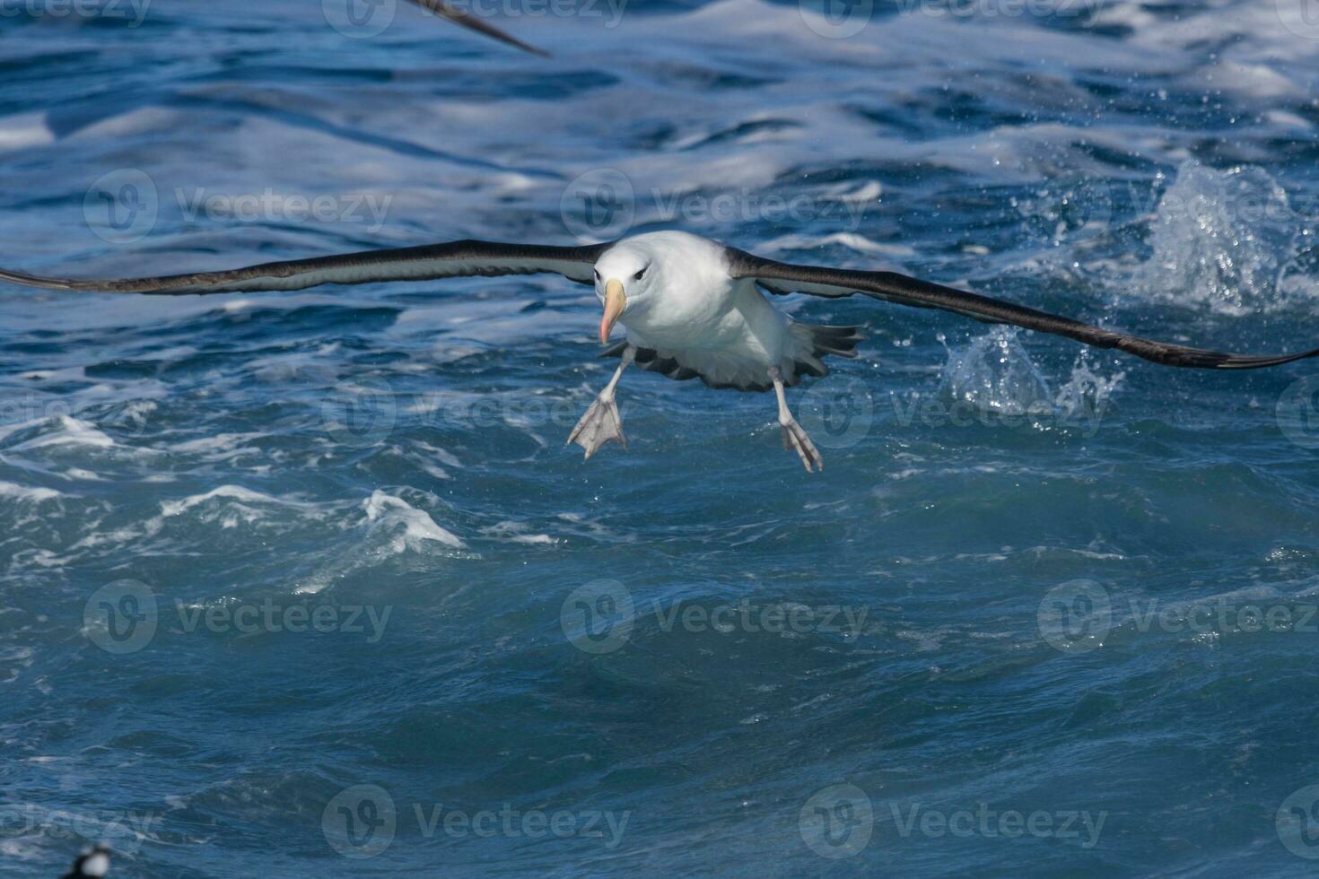 dalle sopracciglia nere albatro nel australasia foto