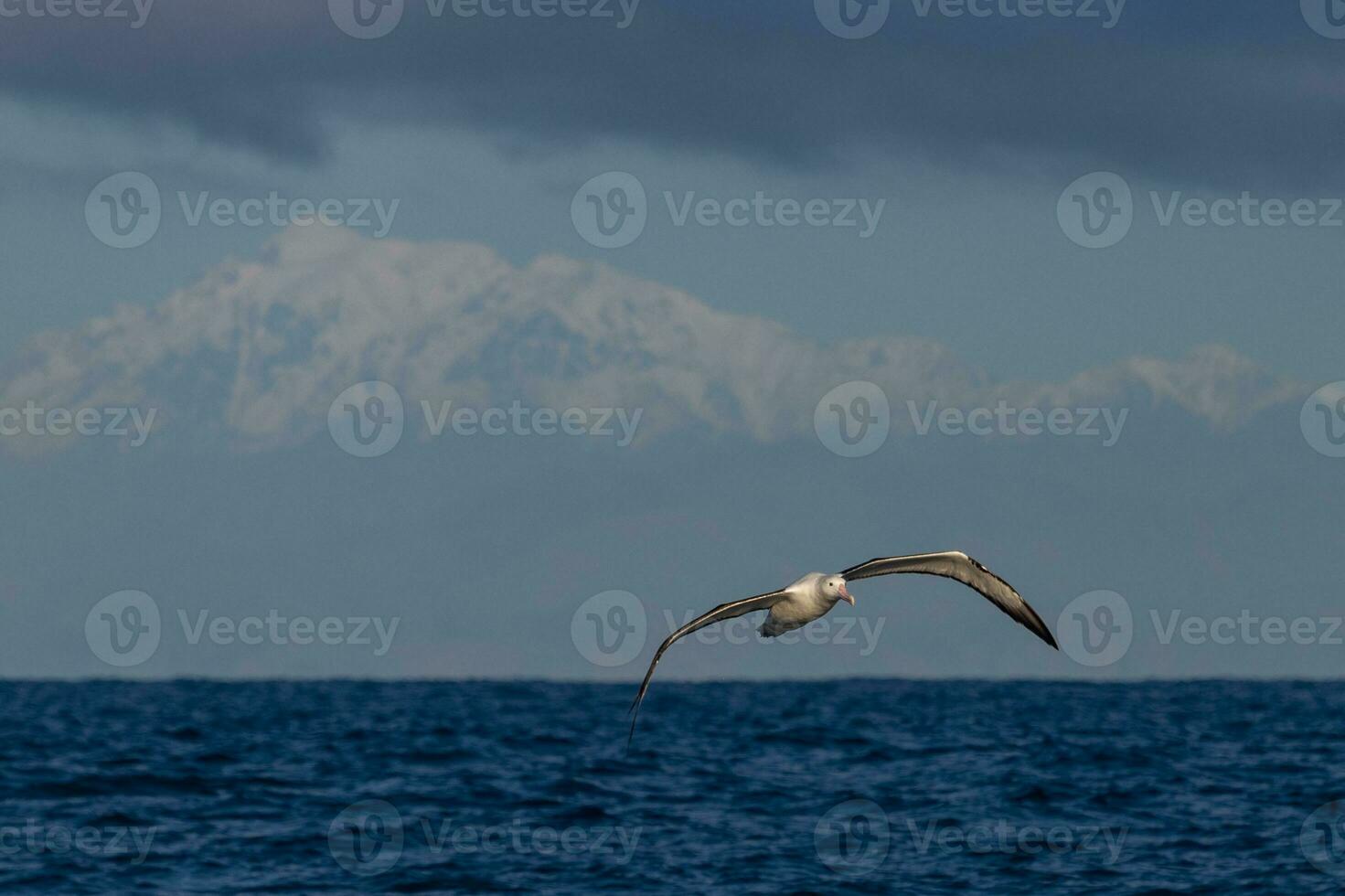 albatro reale settentrionale foto