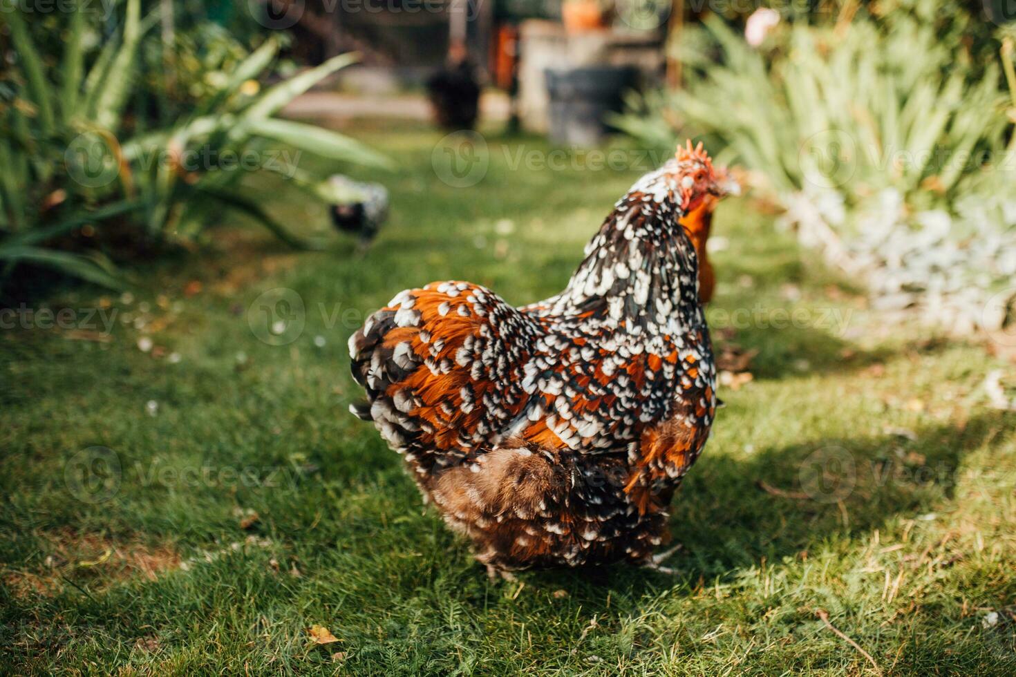 crestato posa galline nel un' gallina Casa su un' azienda agricola - produzione di uova, carne e piume foto