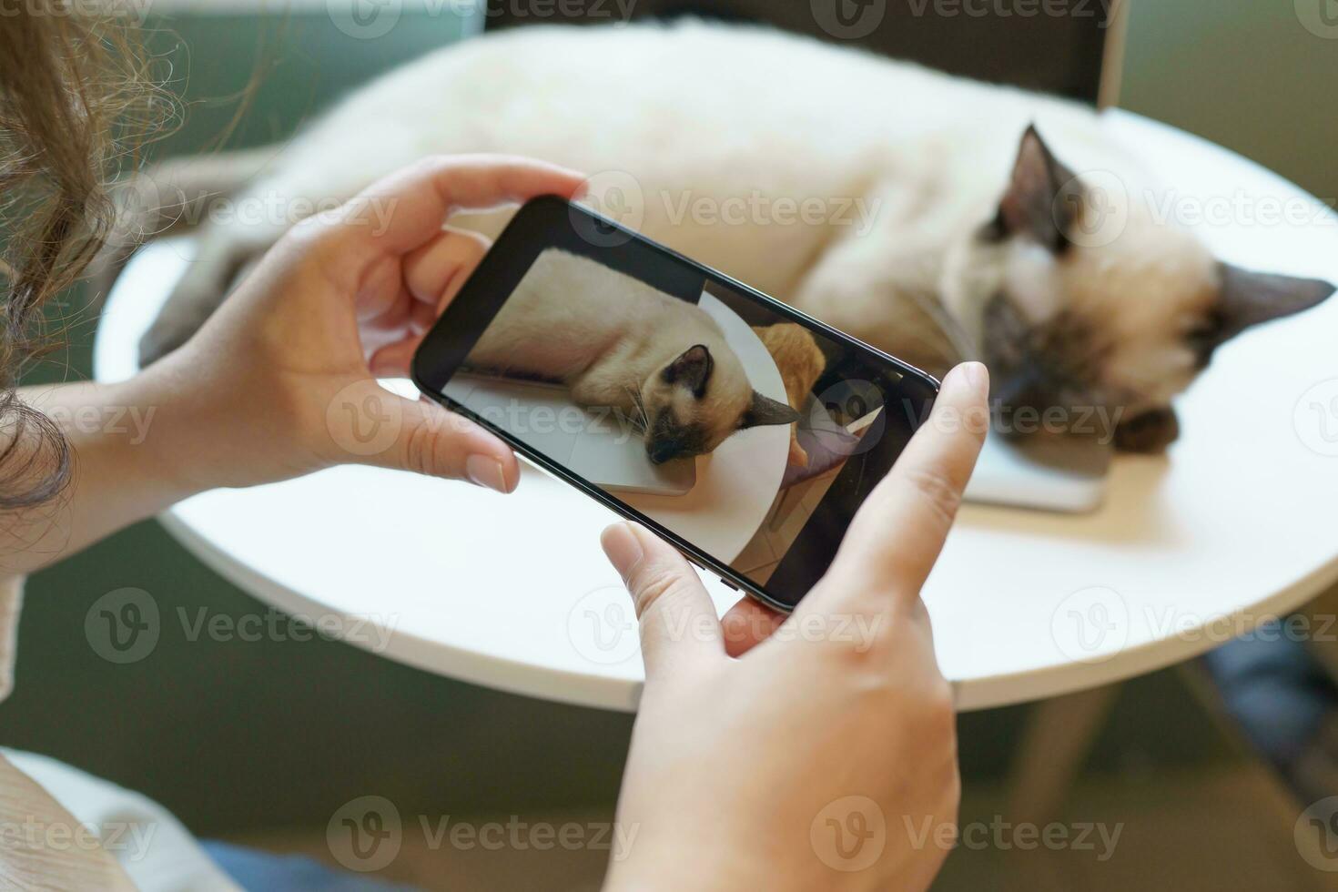 gatto amante femmina mani assunzione foto sua bello gatto a casa amicizia animale amante stile di vita concetto.