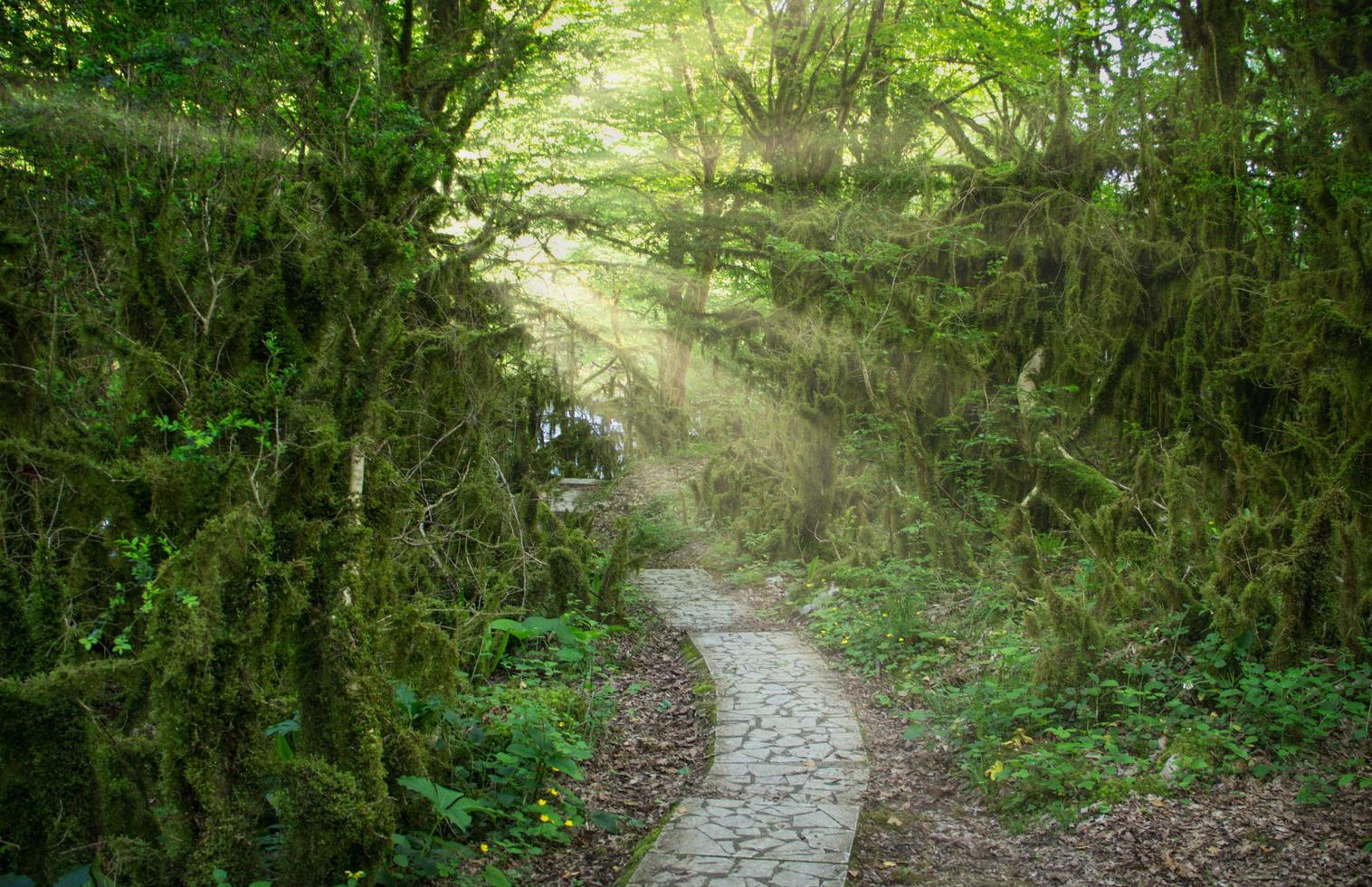 paesaggio naturale con alberi ricoperti di muschio foto