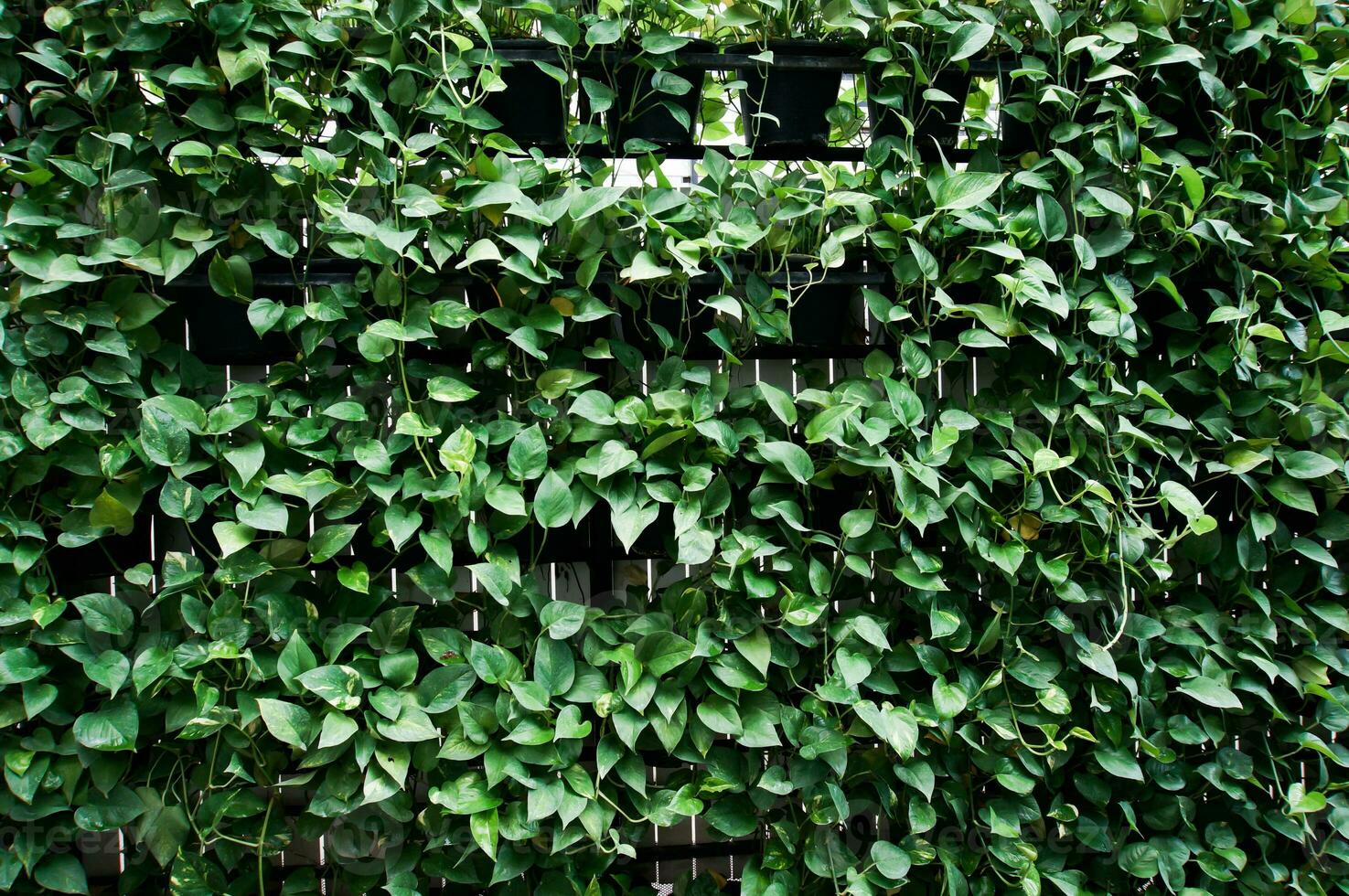 natura verde arrampicata impianti su il parete sfondo. foto