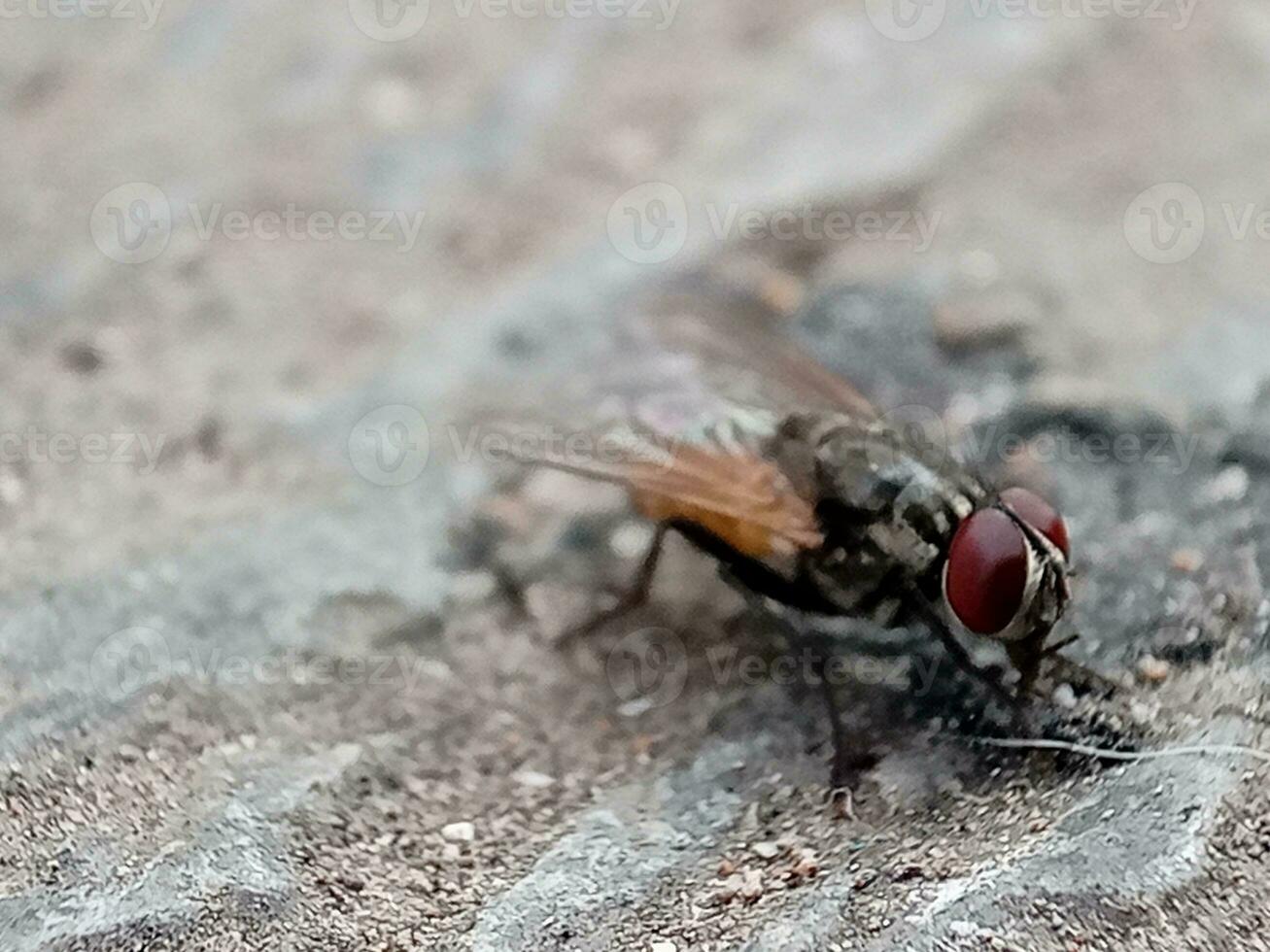 adulto Casa volare di il specie musca domestica foto