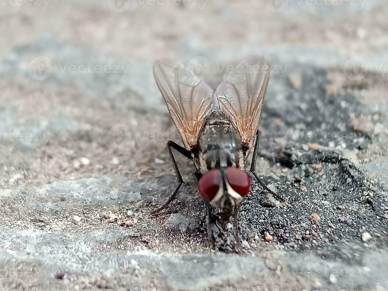 adulto Casa volare di il specie musca domestica foto