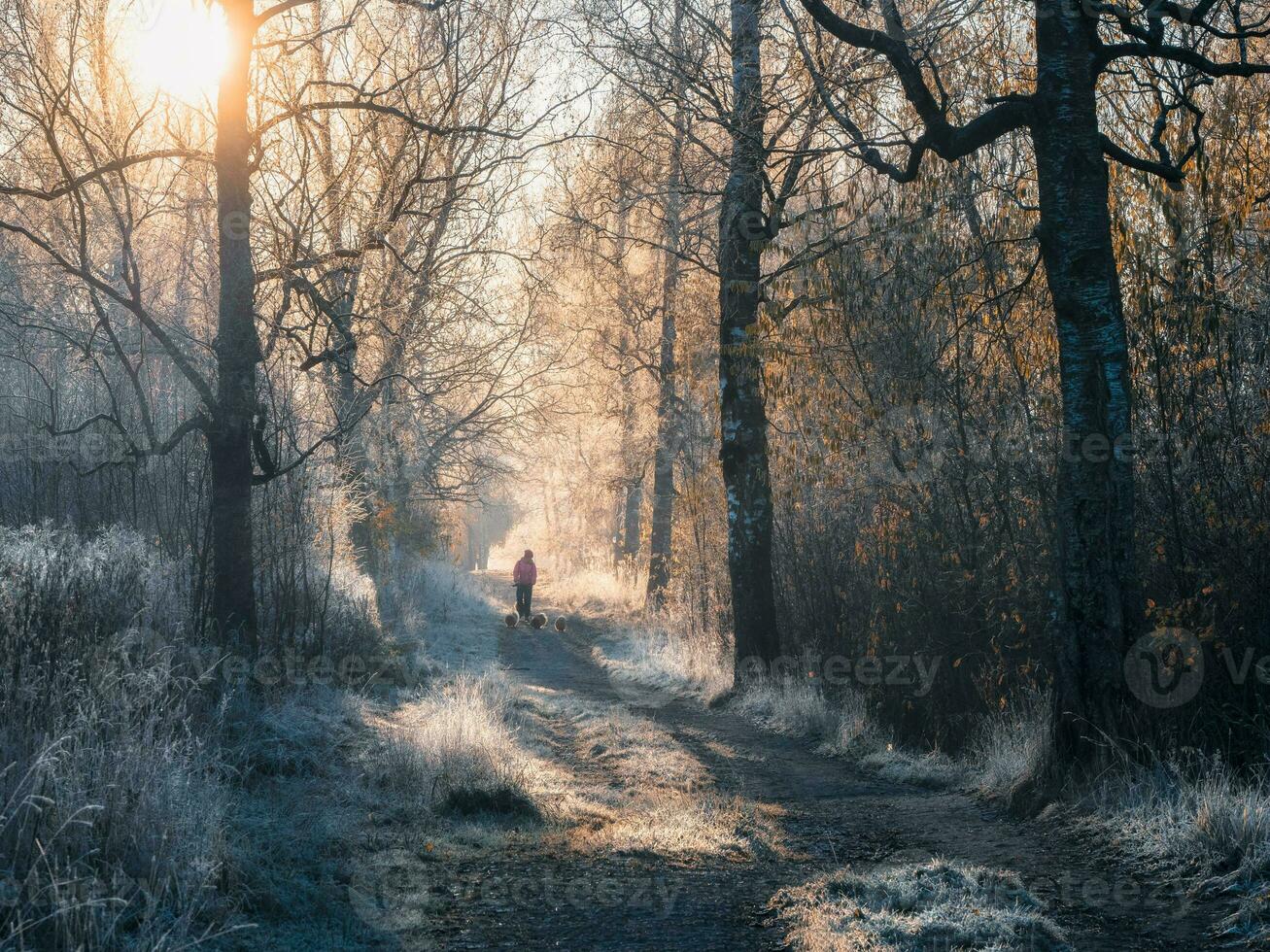 atmosferico inverno paesaggio con un' soleggiato nebbioso sentiero, alberi baia foto