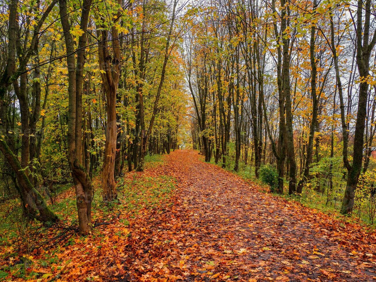 luminosa autunno. acero vicolo con caduto le foglie. foto