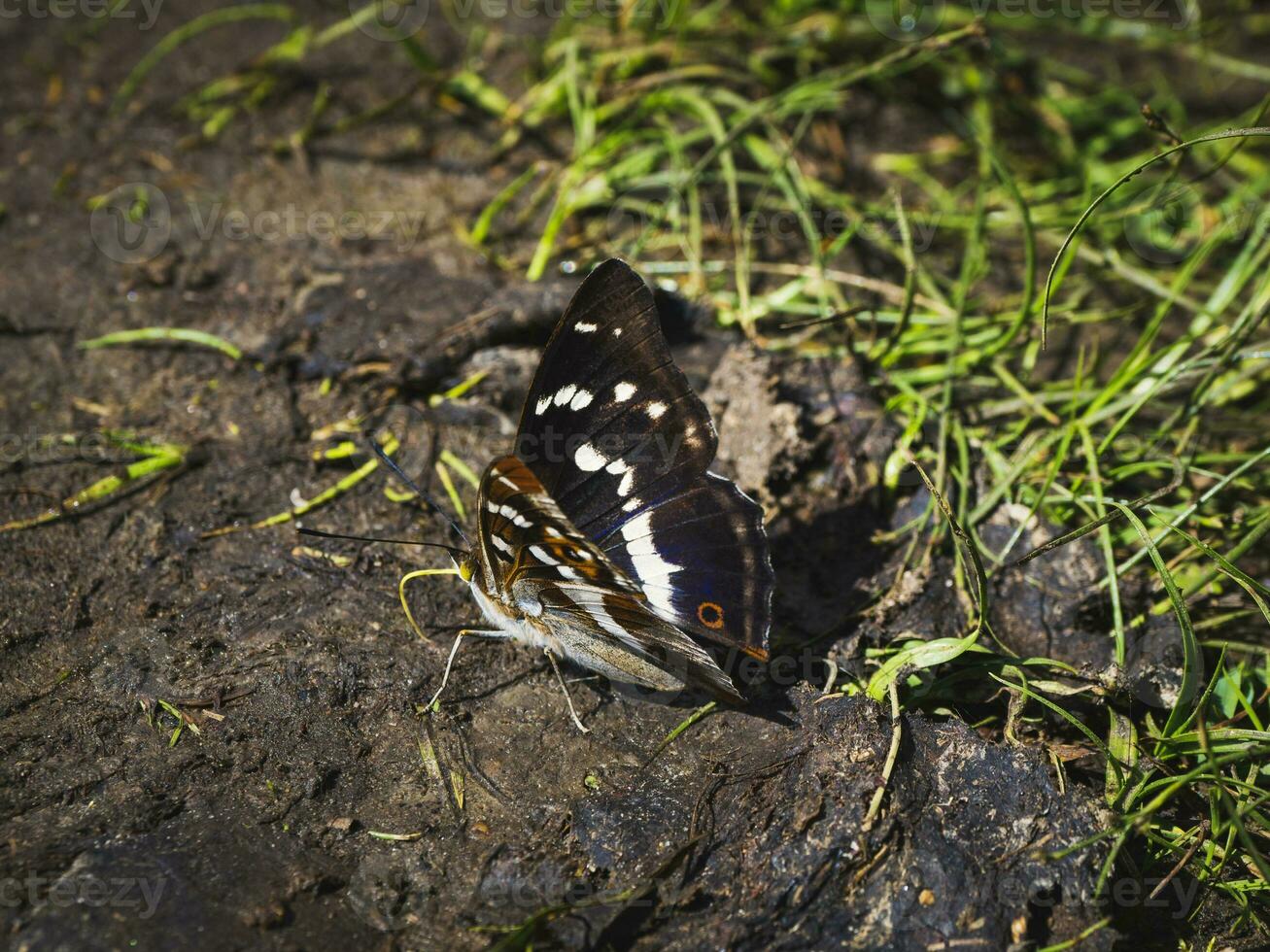 un' grande viola imperatore farfalla apatura ilia si siede su il terra su un' soleggiato estate giorno foto