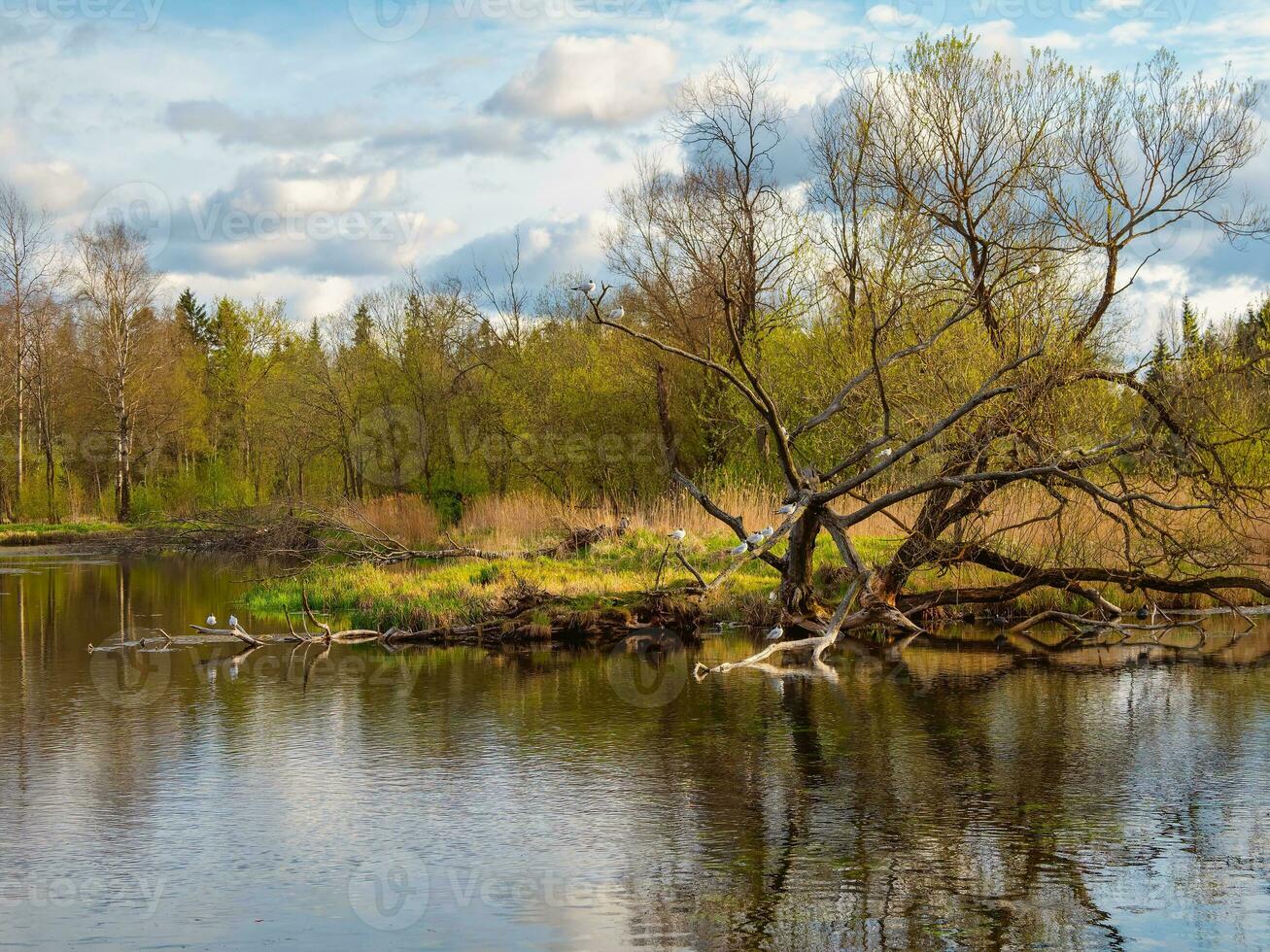 allagato prateria, un' albero cresce su di il acqua con uccelli su il rami. alto acqua nel primavera. foto