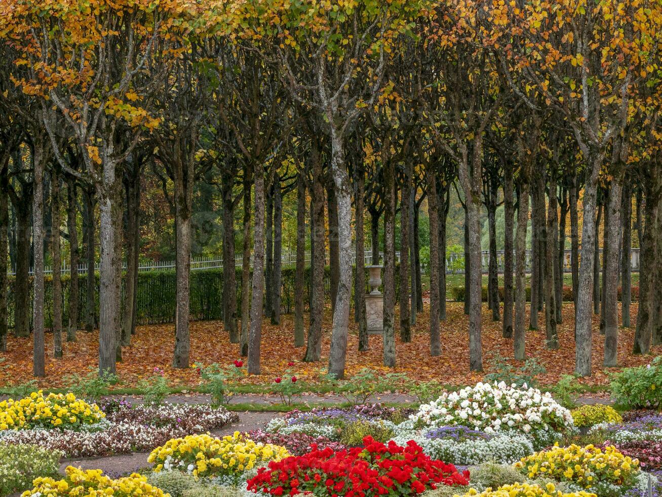 bellissimo colorato autunno parco con un' letto di fiori e un' riga di alberi foto