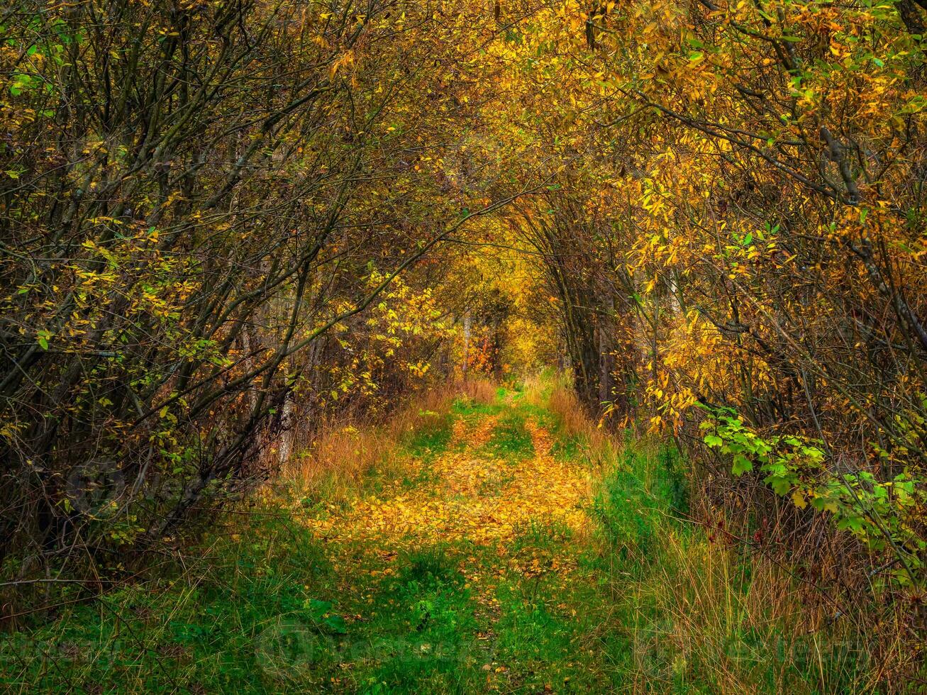 autunno foresta strada sotto il arco di alberi chiusura il cielo. sentiero in il profondità di il foresta, il bagliore di il sole su il autunno fogliame. foto