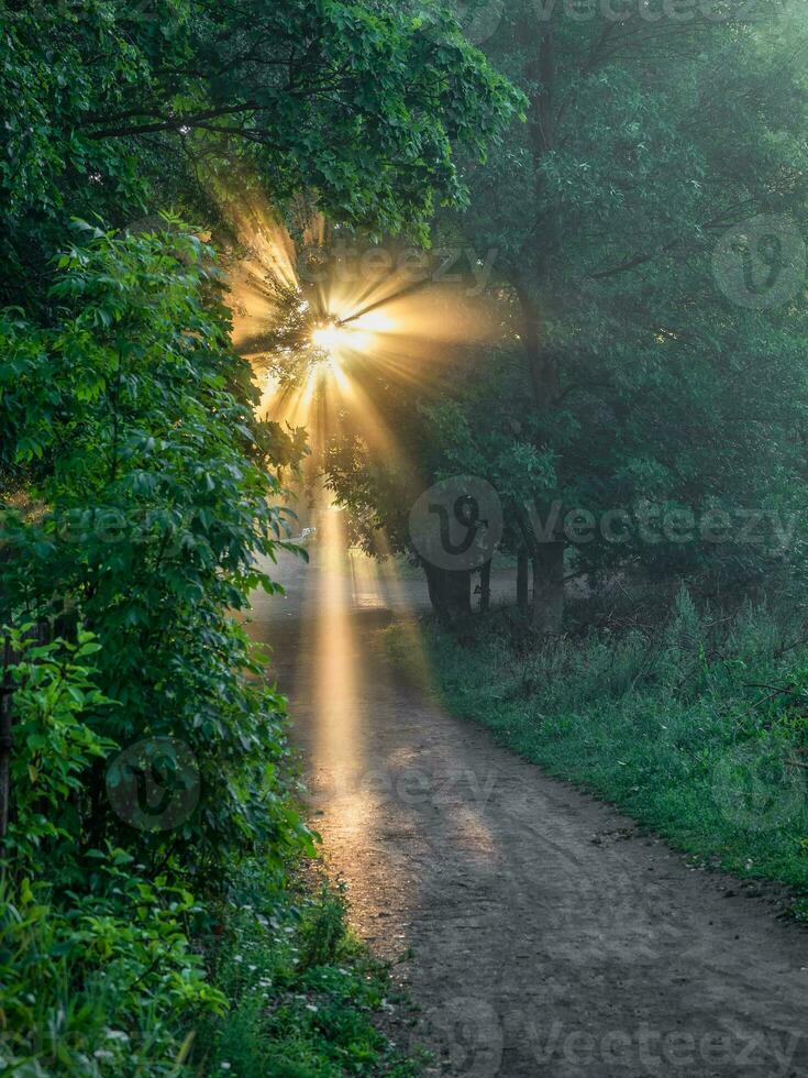 raggi di il sole attraverso il le foglie sopra il vicolo nel il parco foto