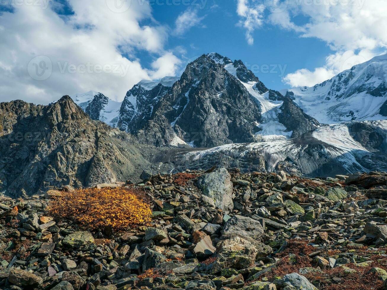 giallo nano betulla cespuglio cresce su il pietre nel autunno montagne. autunno montagna altopiano prospiciente il ghiacciaio. foto