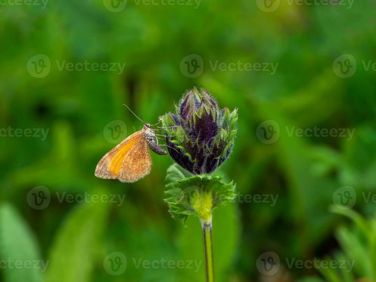 arancia notte farfalla stamnodes danilov larentiinae si siede di il fiore. altai regione, Siberia. foto