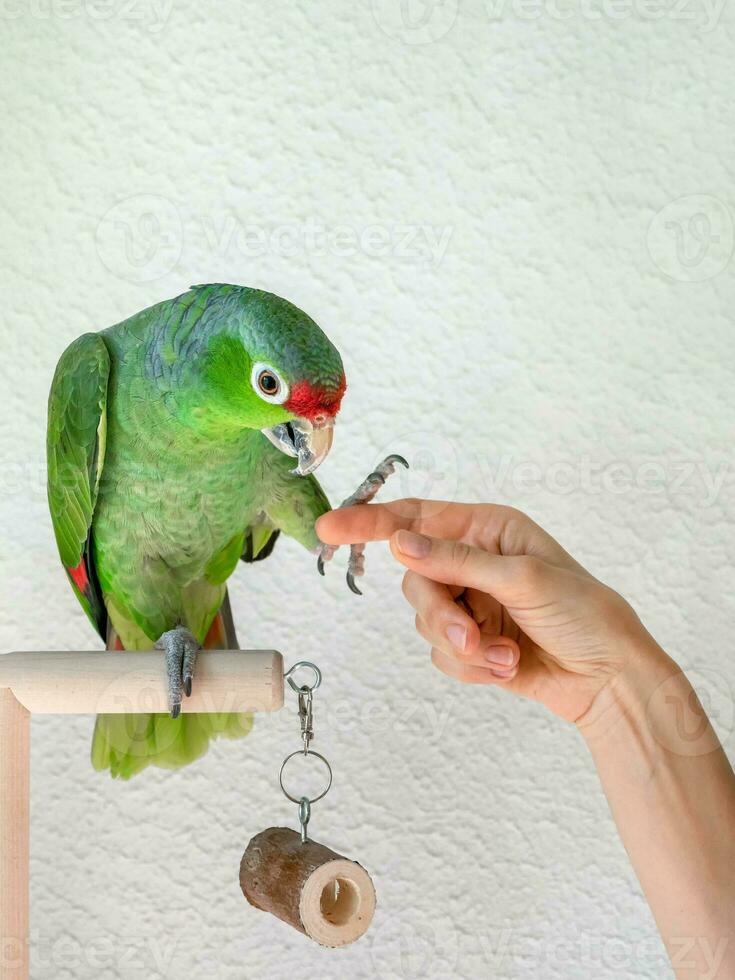 un' grande verde amazon pappagallo dà un' zampa. reinserimento di uccelli, formazione di pappagalli. foto