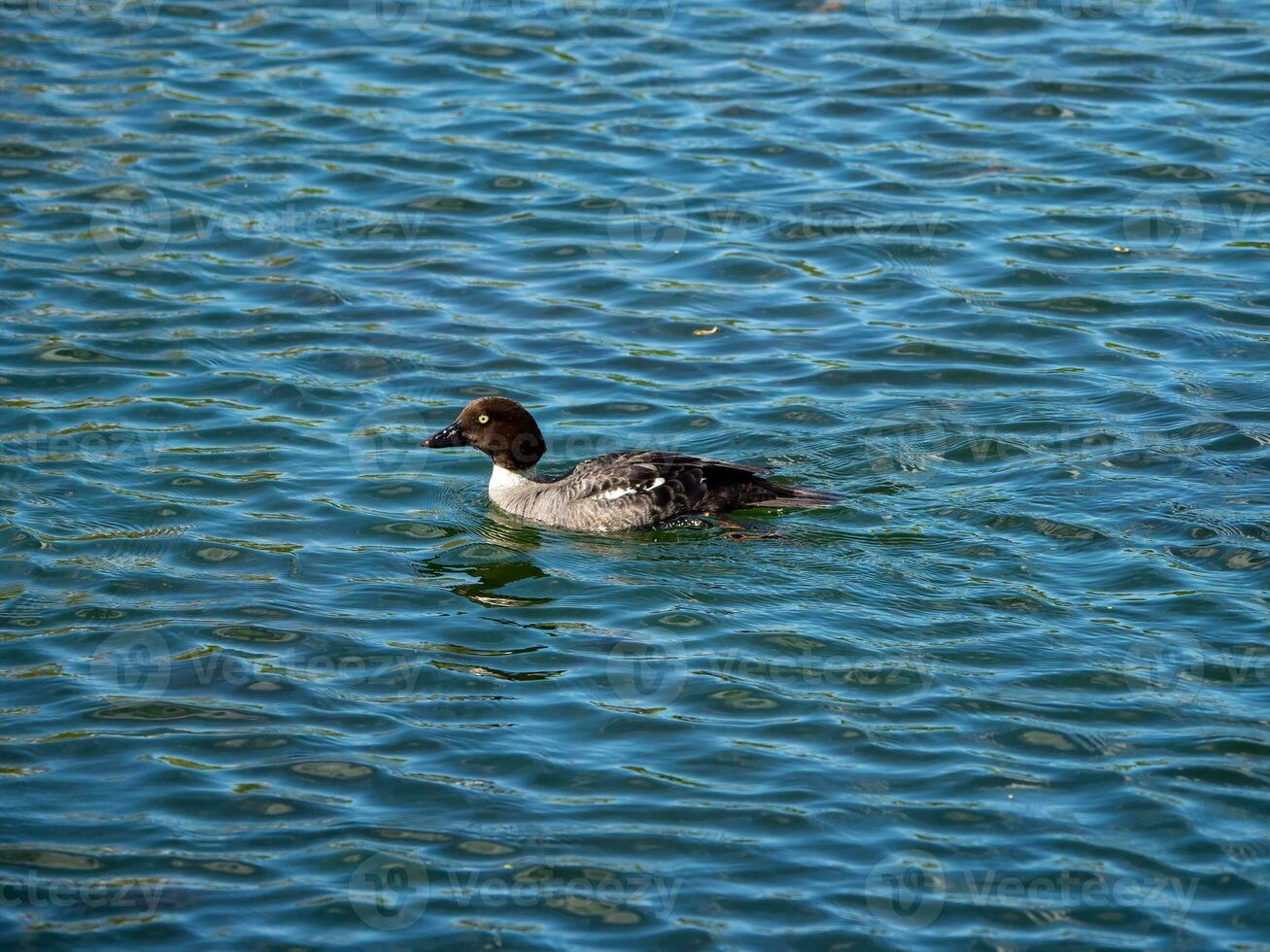 giovane uccello Canvasback anatra su un' blu acqua. foto