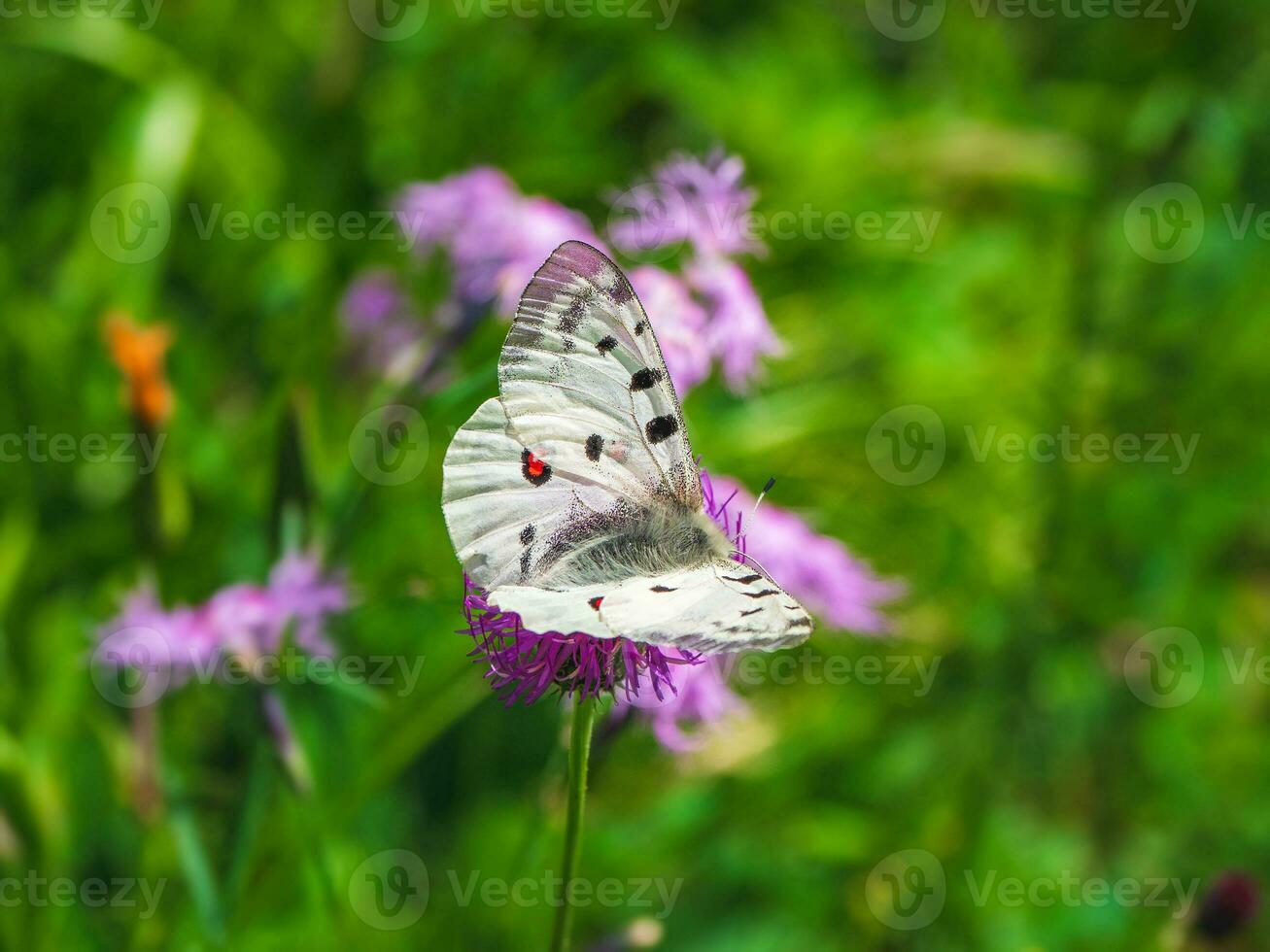 bellissimo Apollo farfalla - parnasso Apollo, riposa su un' fiore su un' verde erba sfondo. copia spazio. foto
