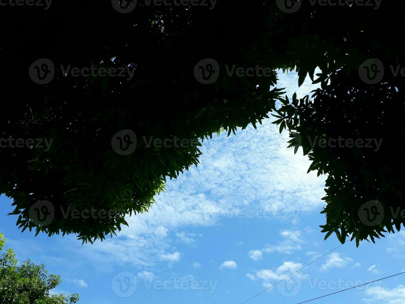 blu cielo con sagome di buio verde le foglie foto