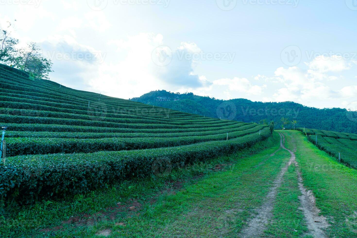 tè piantagione e verde tè piantagione foto