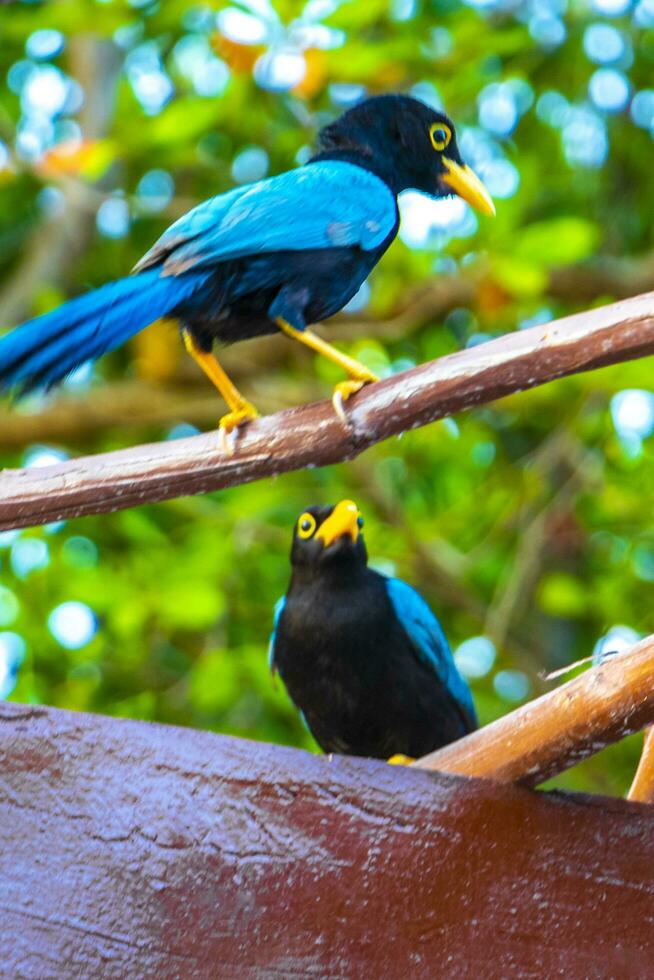 yucatan ghiandaia uccello uccelli nel alberi tropicale giungla natura Messico. foto