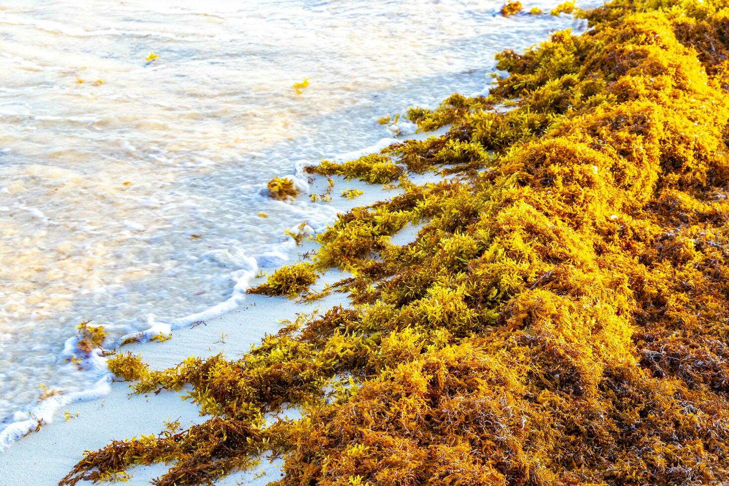 bellissimo caraibico spiaggia totalmente sporco sporco cattiva alga marina problema Messico. foto