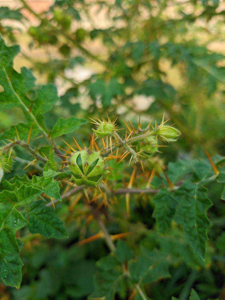 tagliare albero fiori e frutta gratuito Scarica foto