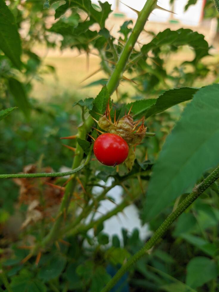 tagliare albero fiori e frutta gratuito Scarica foto