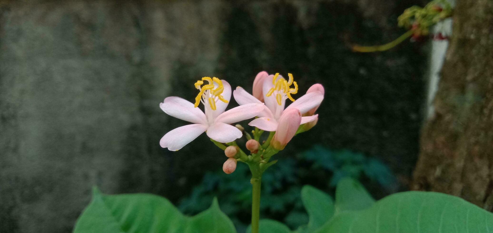 rosa jatropha intero fiore foto