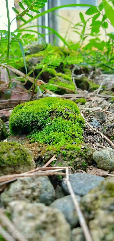 verde muschio su suolo e rocce foto