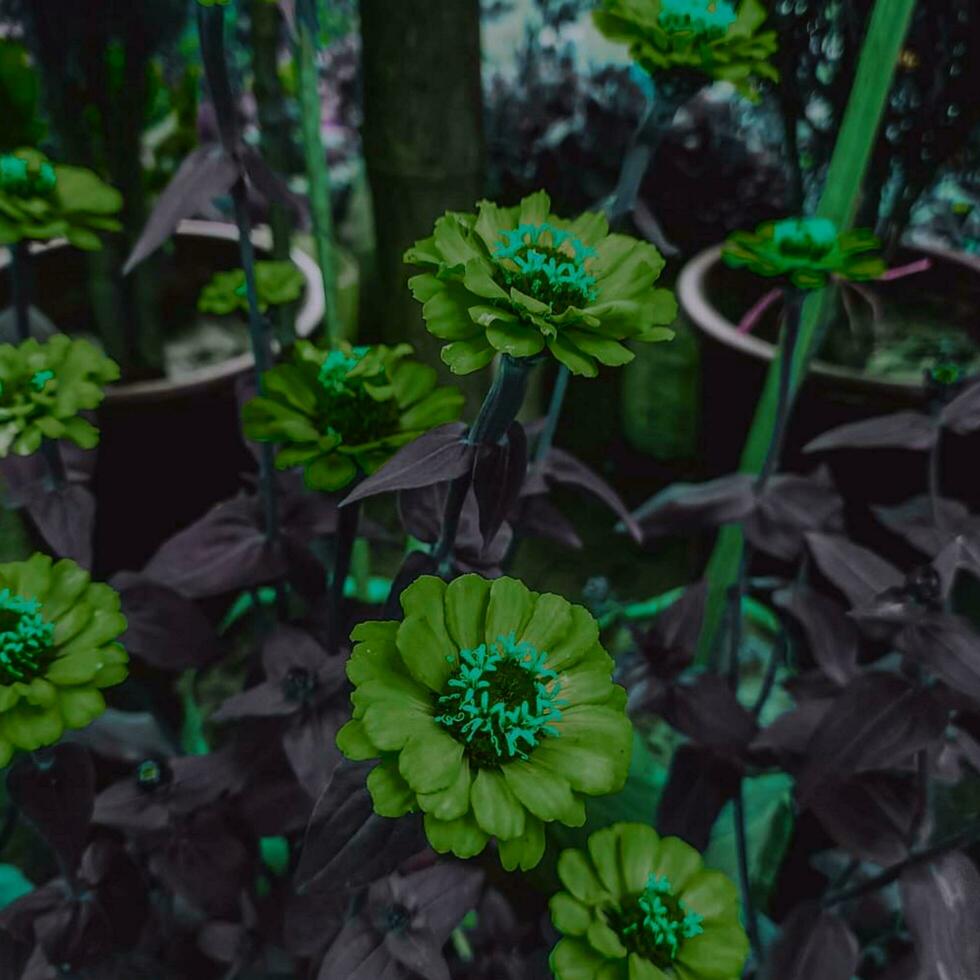 bellissimo fioritura fiore foto