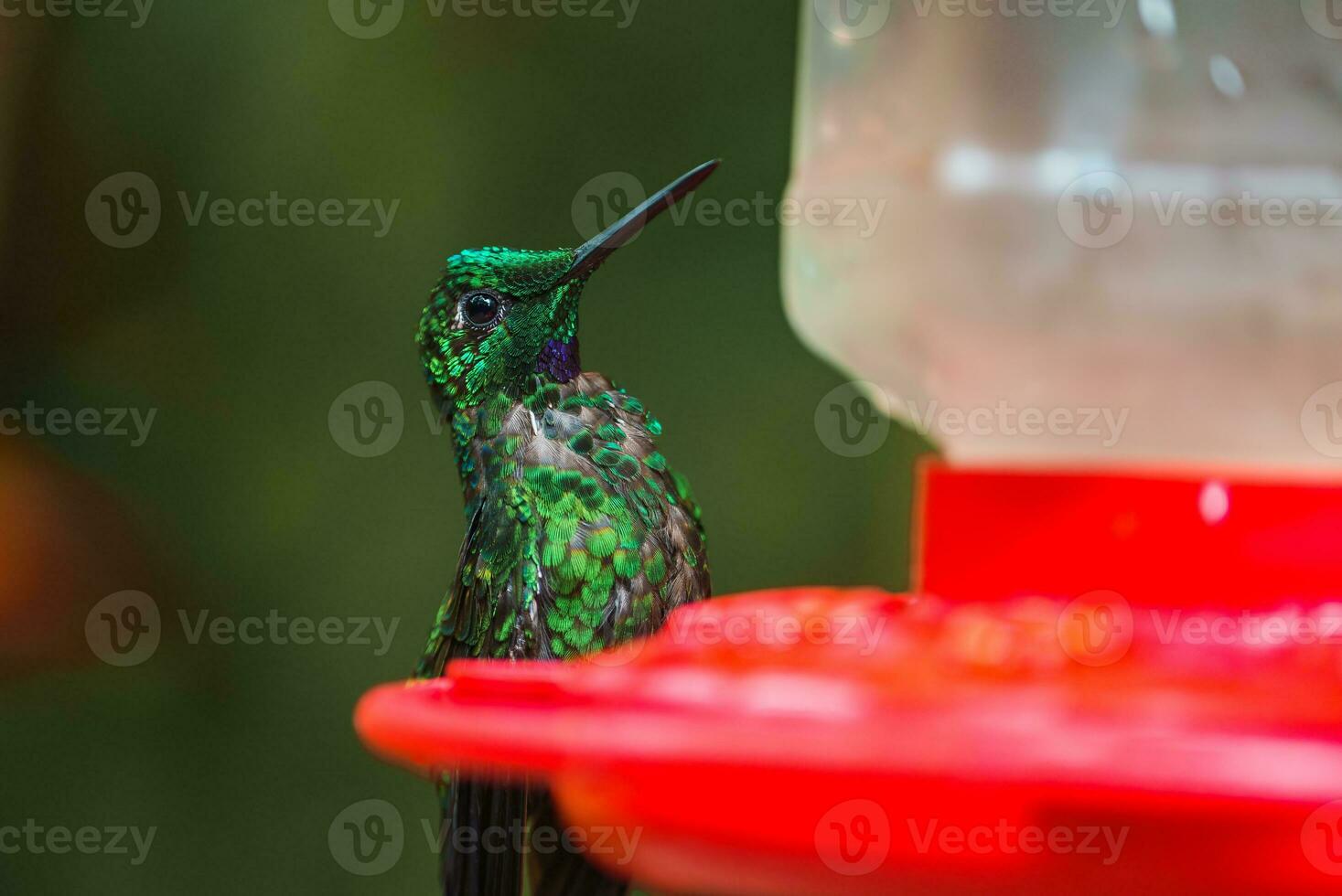 messa a fuoco selezione. colibrì nel il pioggia foresta di costa rica foto