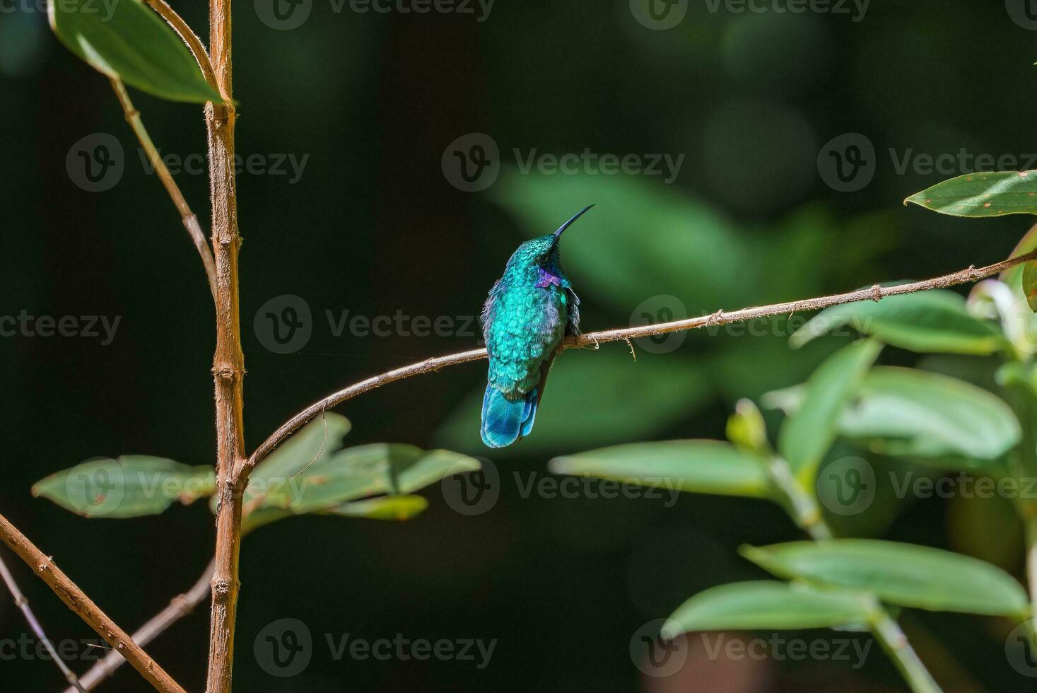 messa a fuoco selezione. colibrì nel il pioggia foresta di costa rica foto