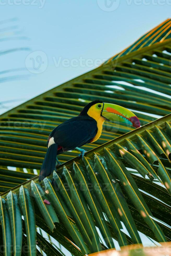 colorato tucan nel il selvaggio foto