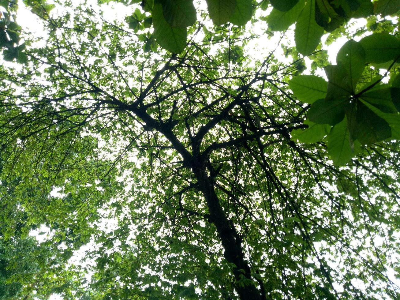 lussureggiante e verde ciliegia frutta alberi siamo fotografato a partire dal sotto foto