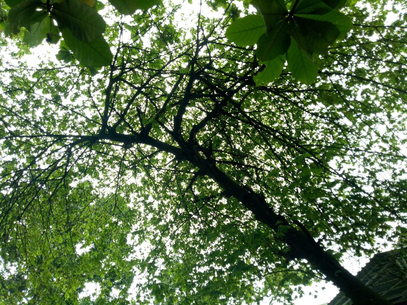 lussureggiante e verde ciliegia frutta alberi siamo fotografato a partire dal sotto foto