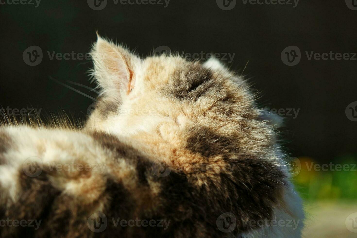 persiano gatto è Guardando lontano foto