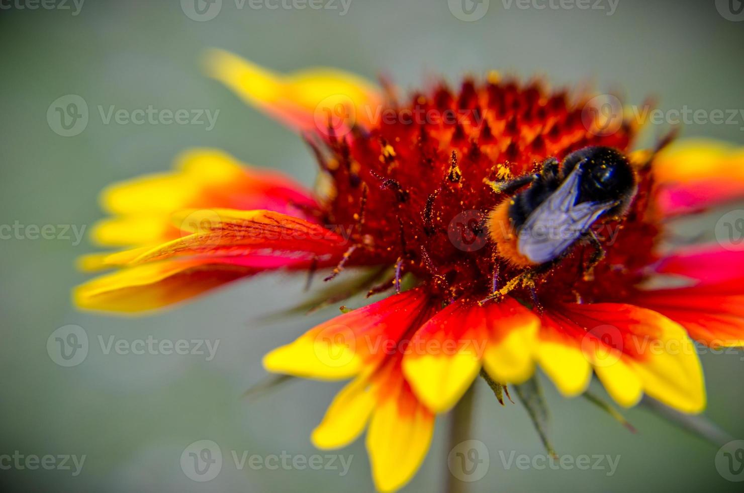 ape sulla testa di fiori gialli e arancioni foto