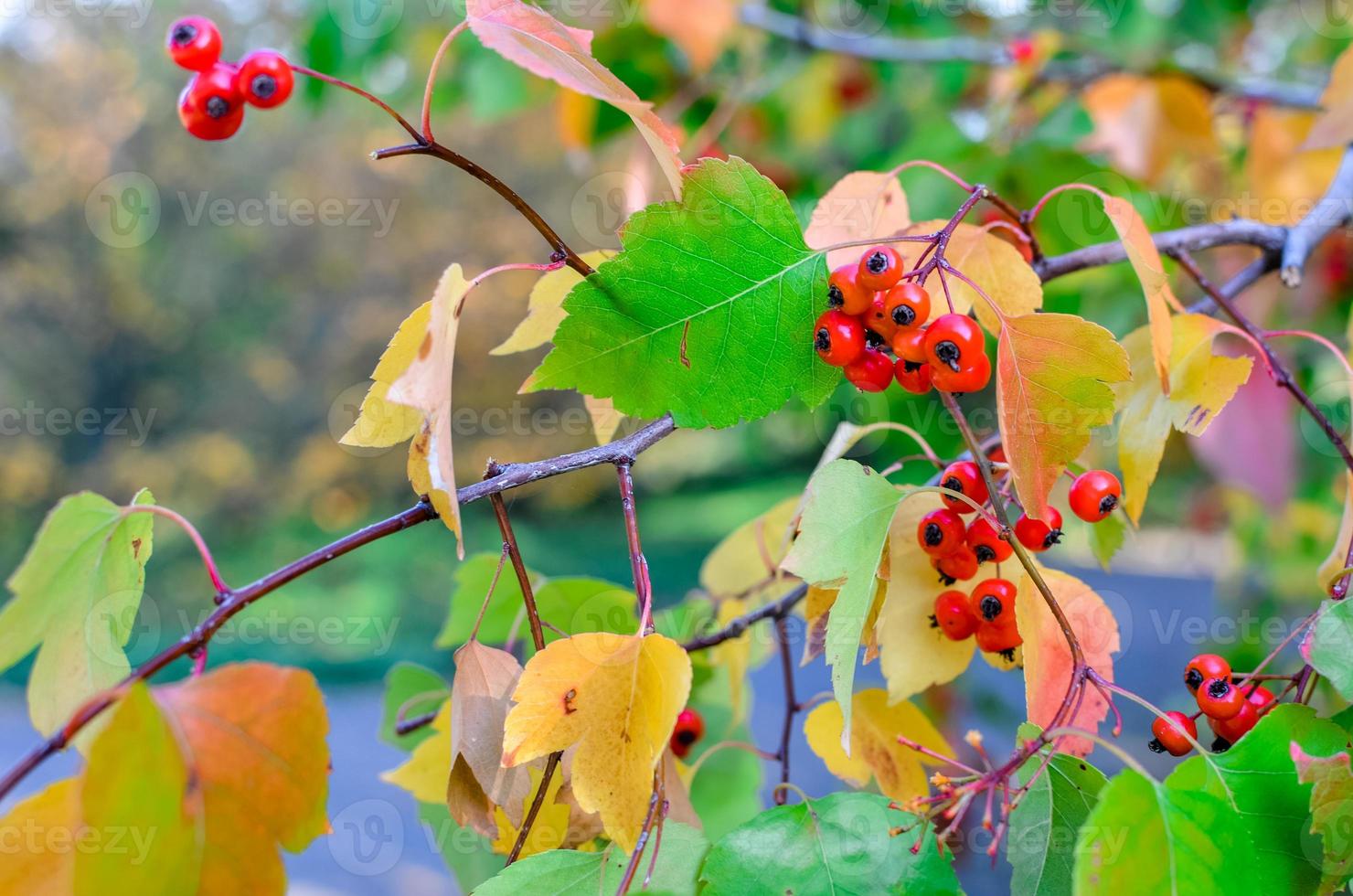 bacche rosse e foglie di biancospino sullo sfondo naturale di autunno dell'albero foto
