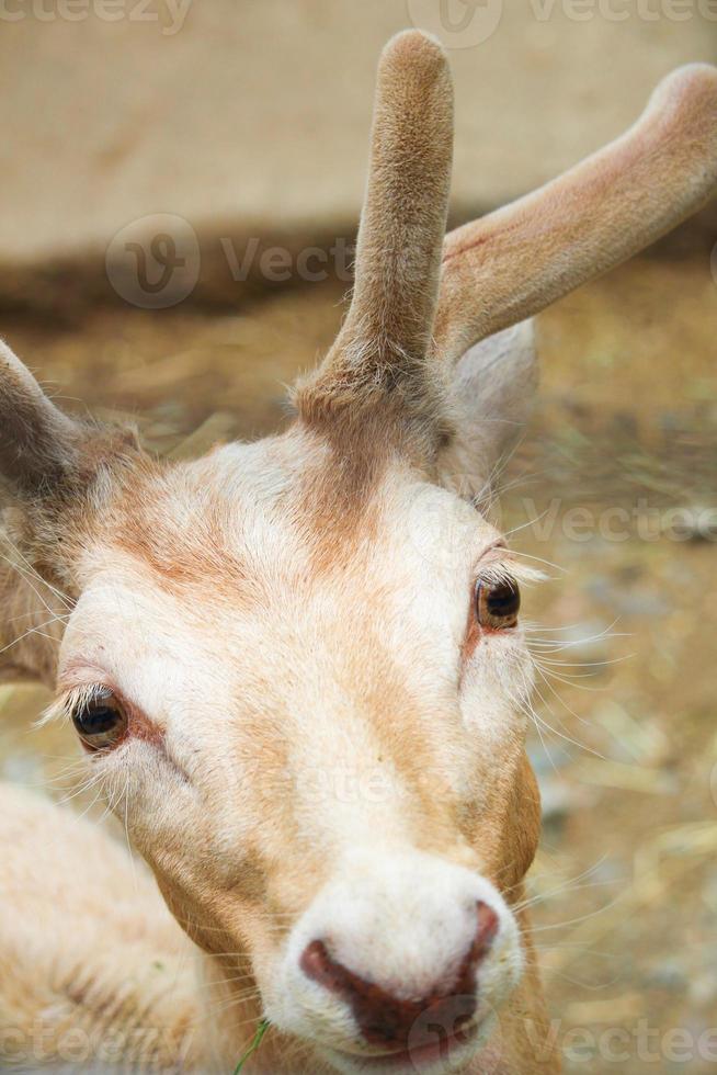 cervo allo zoo in estate foto