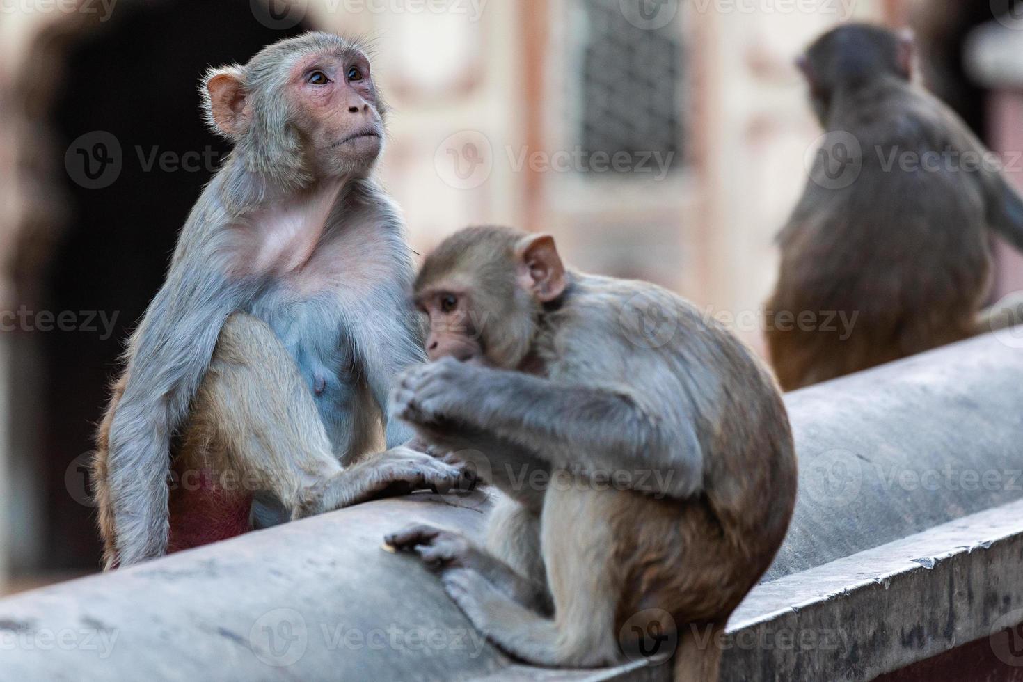 macaco rhesus, nel tempio hanuman, jaipur, rajasthan, india foto