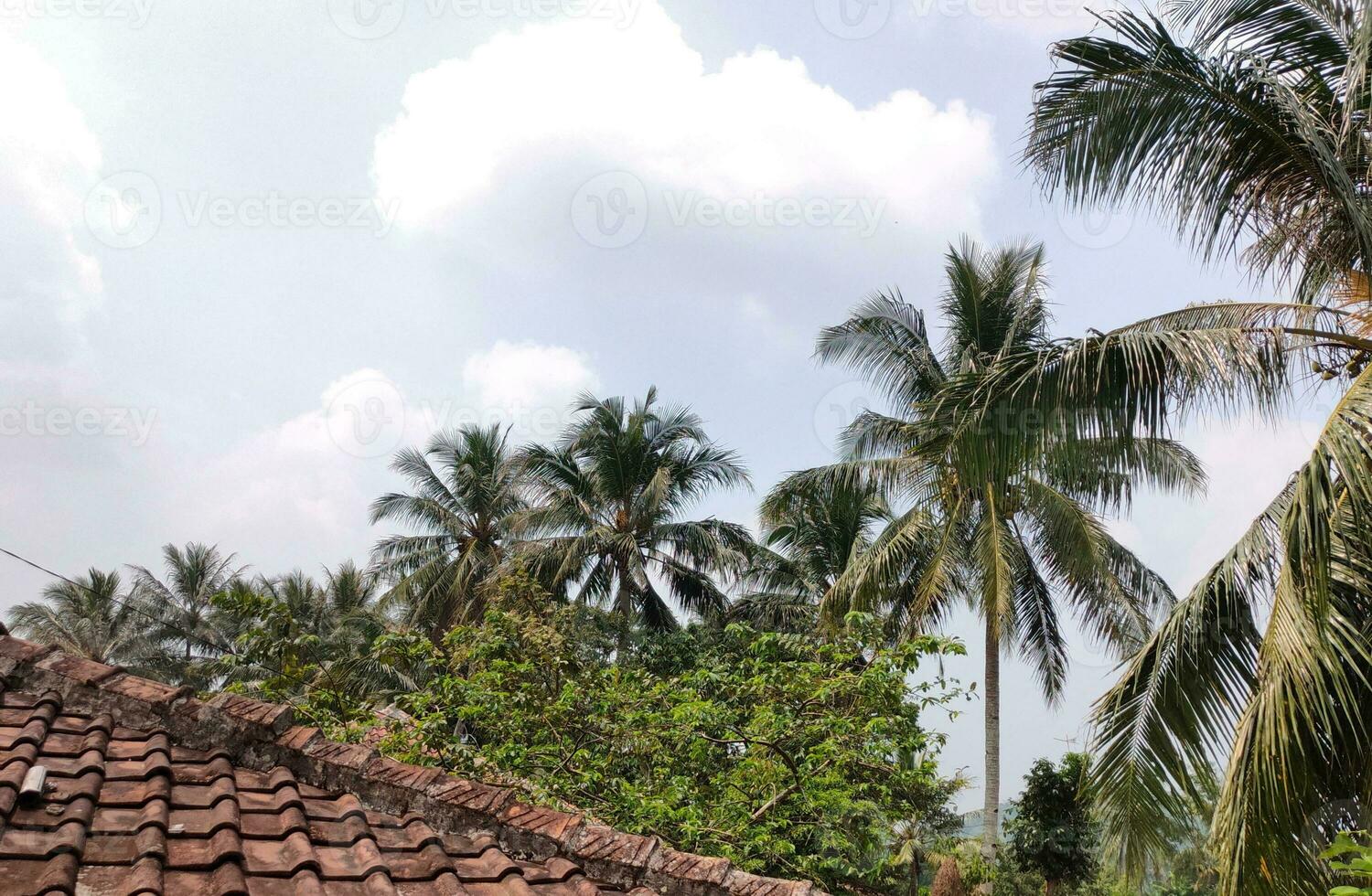 Visualizza di il villaggio con suo villaggio case e alcuni Noce di cocco alberi in giro il Casa, durante il giorno con un' bellissimo nube sfondo foto