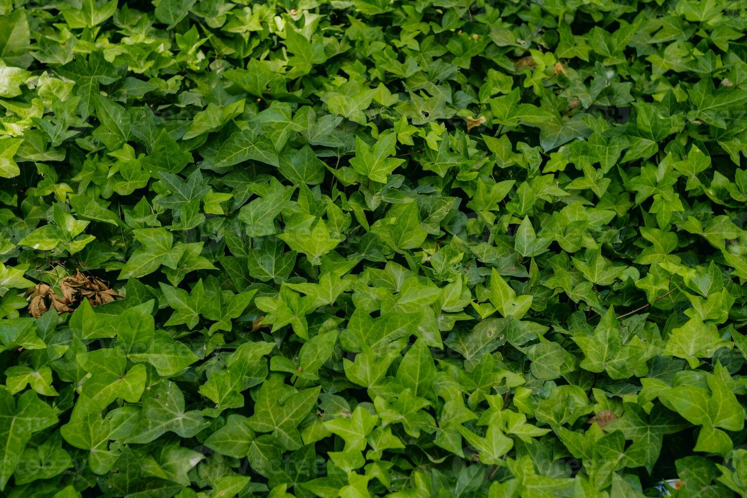 foto di buio lunatico verde le foglie struttura sfondo con simpatico modello. pulito ambiente. biologico naturale sfondo.