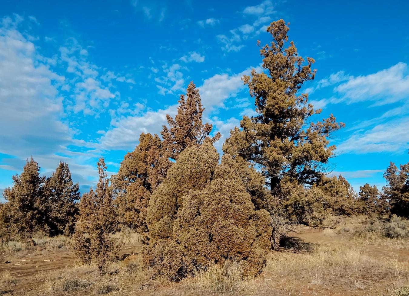 dicembre giorno del deserto una scena di ginepro secca all'inizio dell'inverno nell'alto deserto a est di redmond o foto