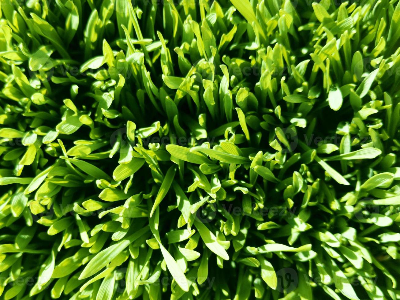 Foto d'archivio vista dall'alto di grano giovane erba verde