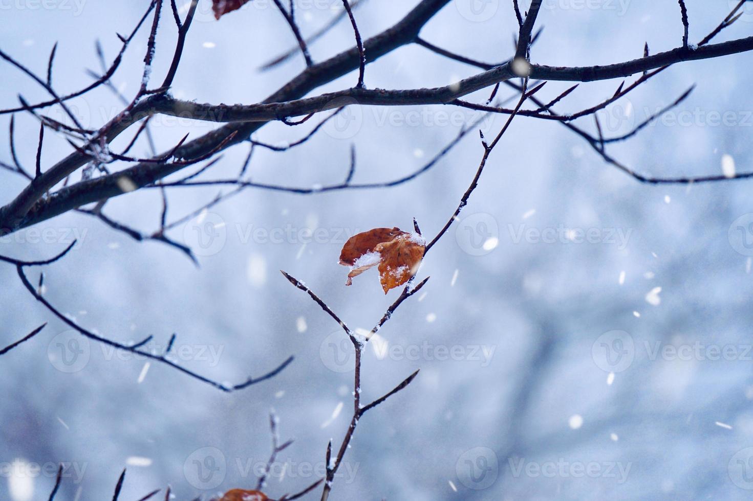neve sulle piante nella stagione invernale foto
