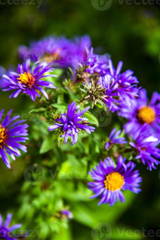 aster alpinus uno foto