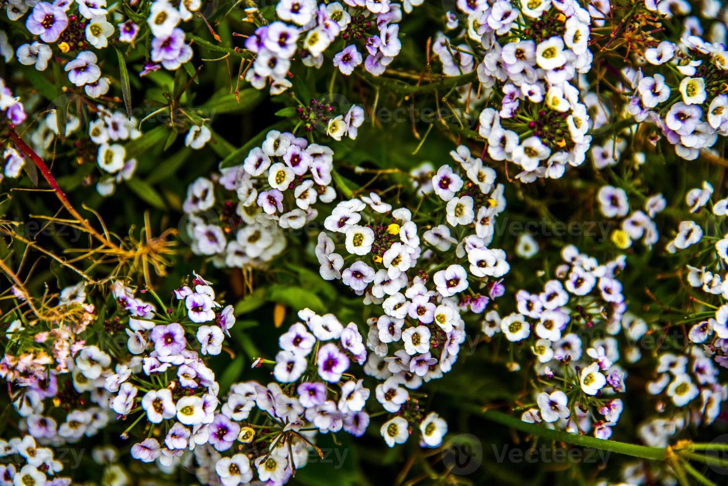 lobularia maritima zero foto